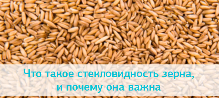 Что  такое стекловидность зерна и почему эта характеристика важна