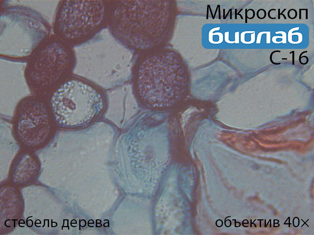 стебель дерева при увеличении 40х